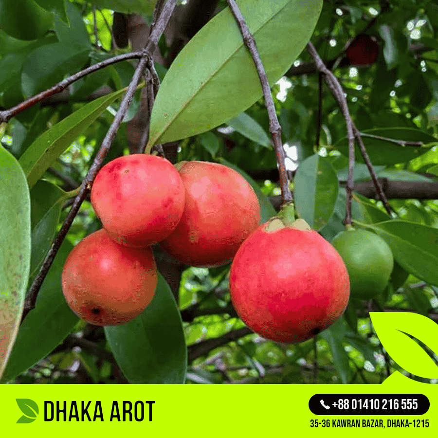 Cowa Fruit (কাউ ফল)