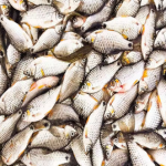 Small & Local Fish (দেশি ছোট মাছ): Puti, Tengra, P